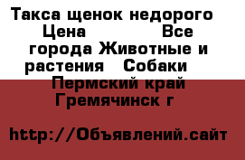 Такса щенок недорого › Цена ­ 15 000 - Все города Животные и растения » Собаки   . Пермский край,Гремячинск г.